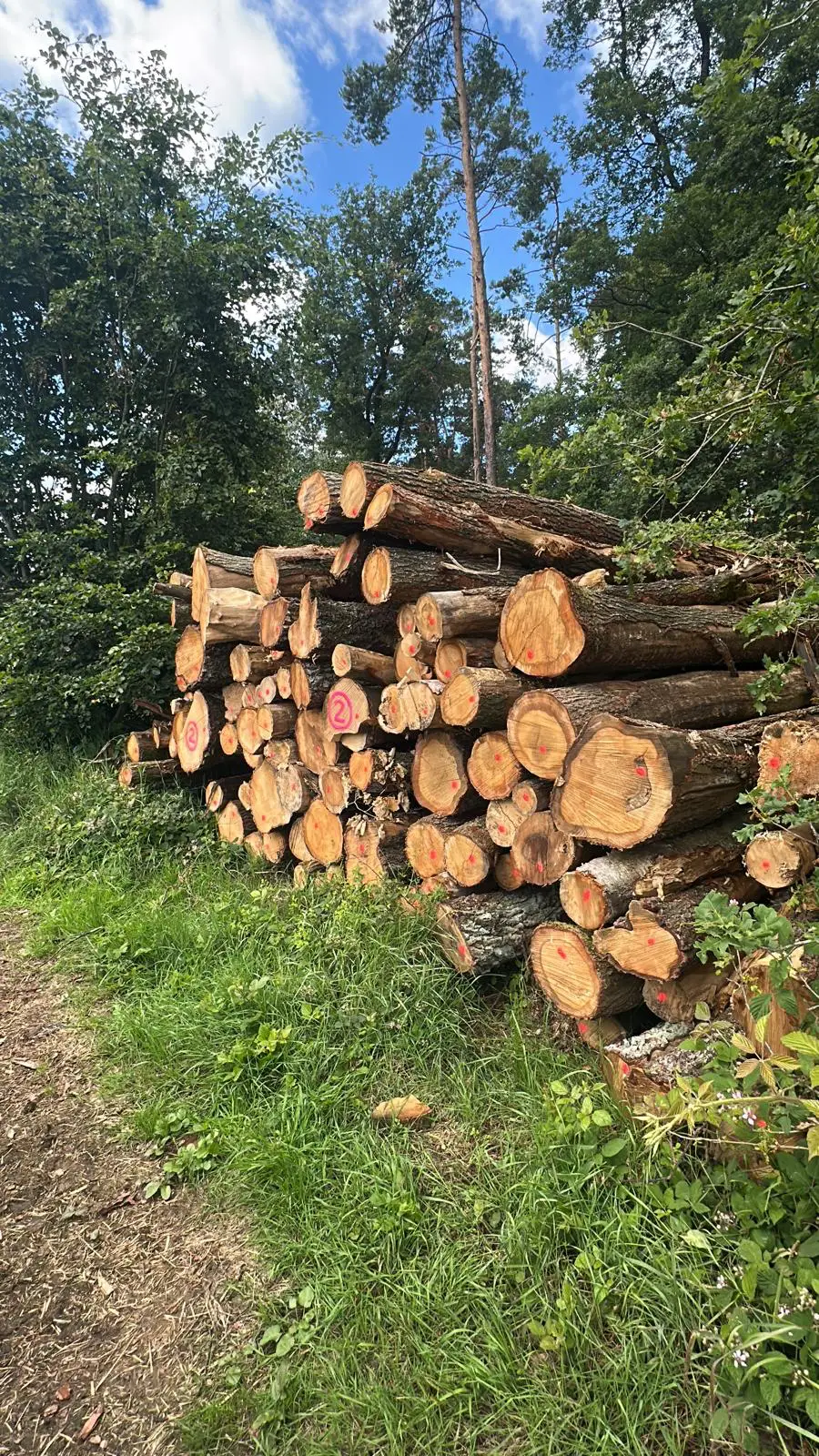 Gepoltertes Stammholz am Waldrand